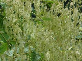   Fruits:   Dobinea vulgaris ; Photo by J. Wen, eol.org
